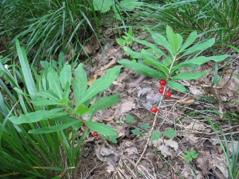 Daphne mezereum / Dafne mezereo