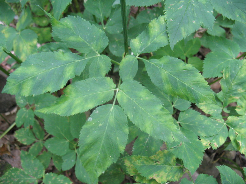 Aegopodium podagraria / Girardina silvestre