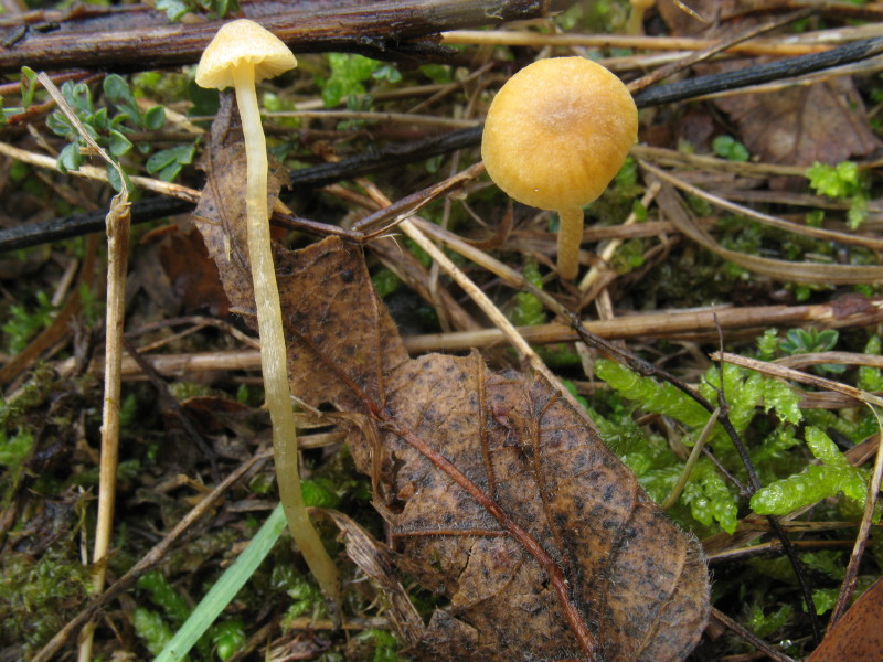 Galerina dall''Istria slovena 1