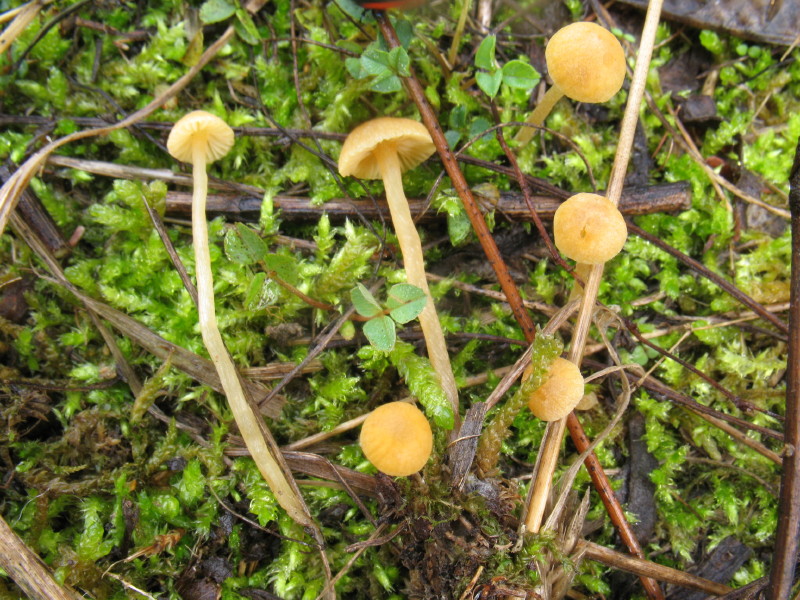 Galerina dall''Istria slovena 1