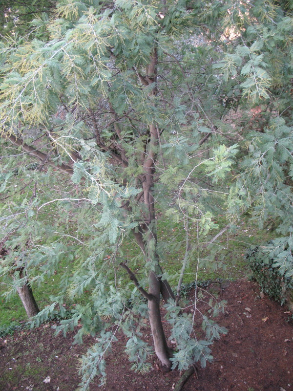 Acacia dealbata / Mimosa