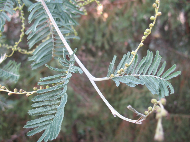 Acacia dealbata / Mimosa