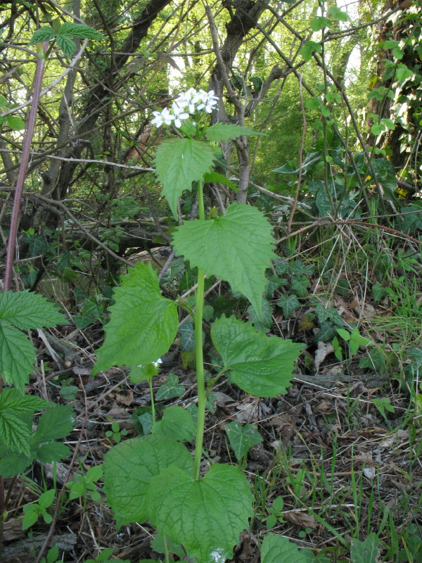 Alliaria petiolata