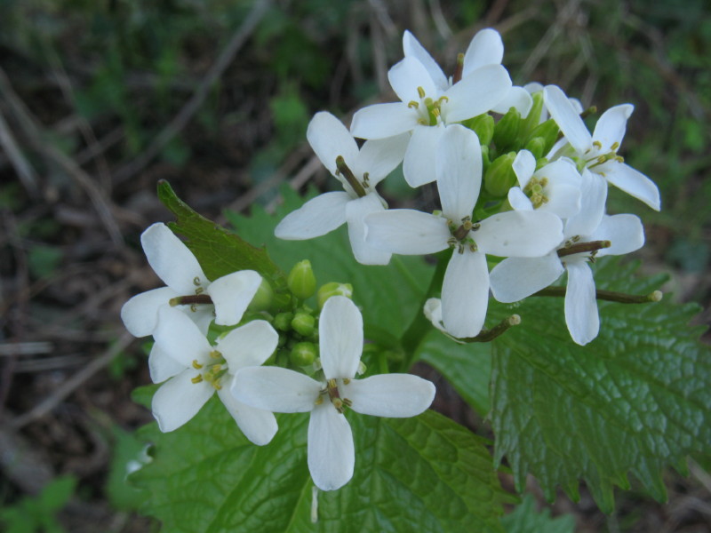 Alliaria petiolata