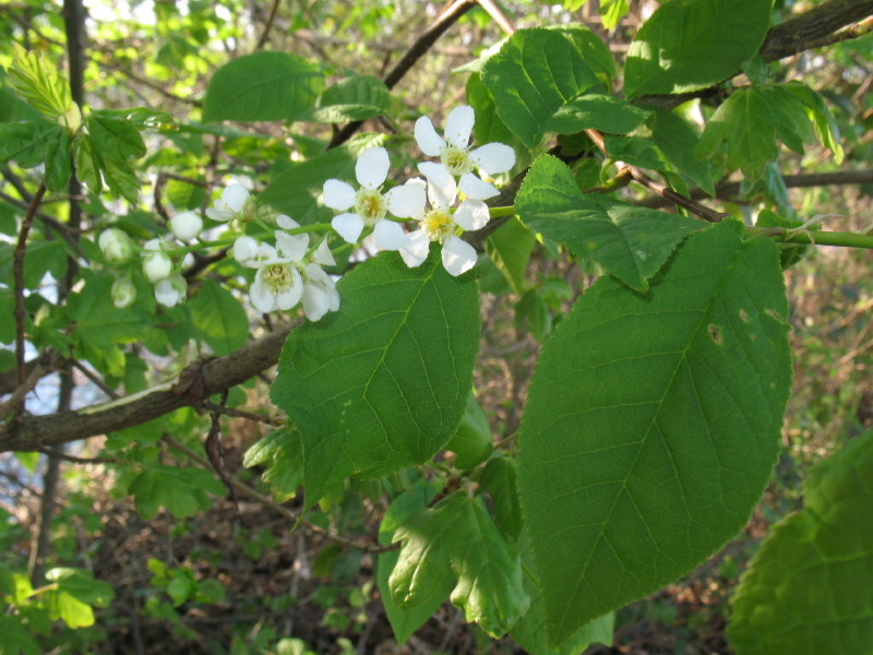 Prunus padus / Ciliegio a grappoli
