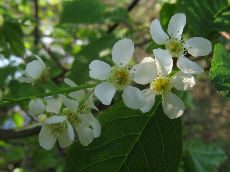 Prunus padus / Ciliegio a grappoli