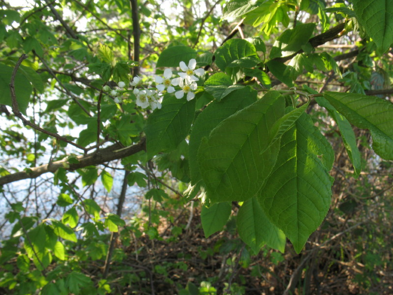 Prunus padus / Ciliegio a grappoli