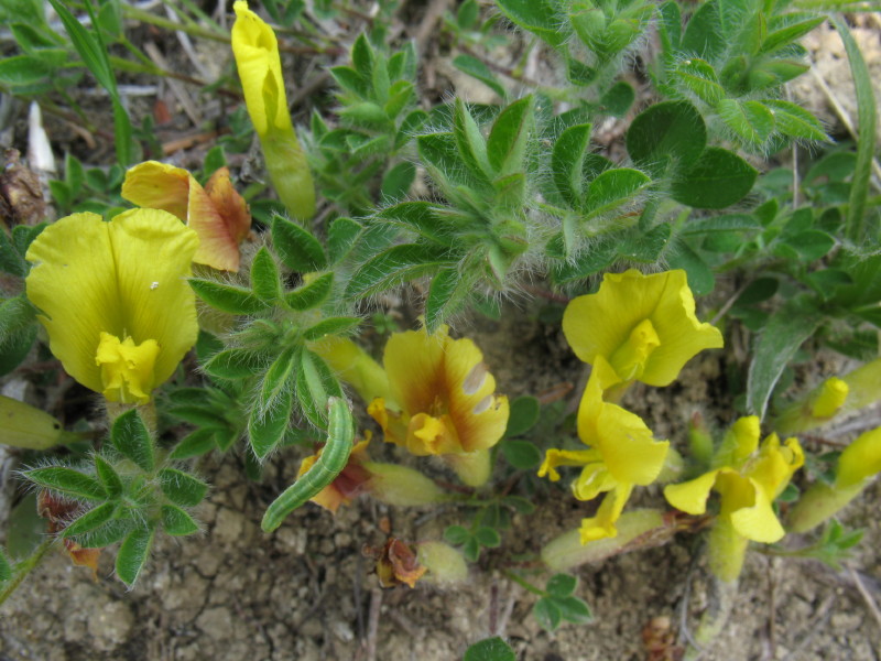 dall''istria slovena - Cytisus hirsutus