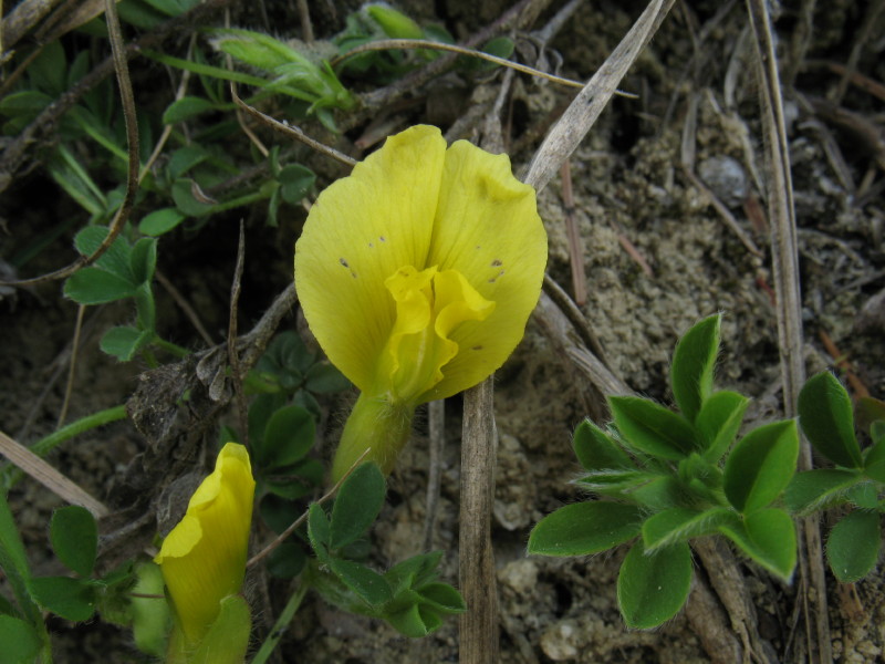 dall''istria slovena - Cytisus hirsutus