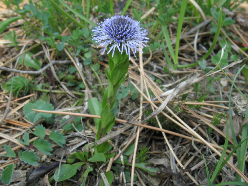 Piantina dell''istria slovena  - Globularia bisnagarica