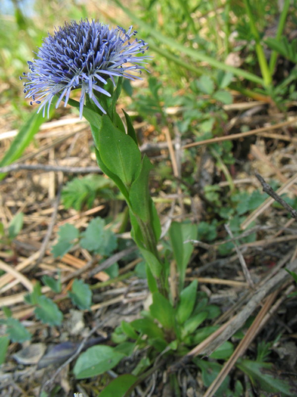Piantina dell''istria slovena  - Globularia bisnagarica