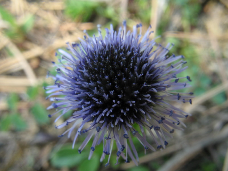 Piantina dell''istria slovena  - Globularia bisnagarica