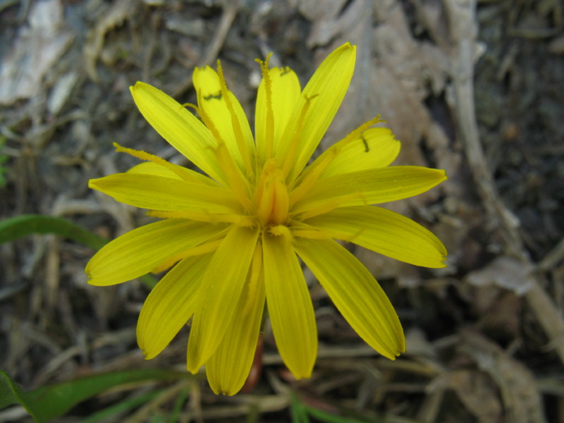 Piantina dell''istria slovena 2