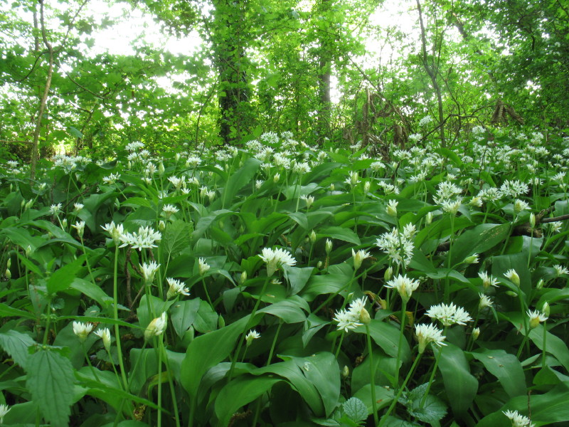 Allium ursinum / Aglio orsino
