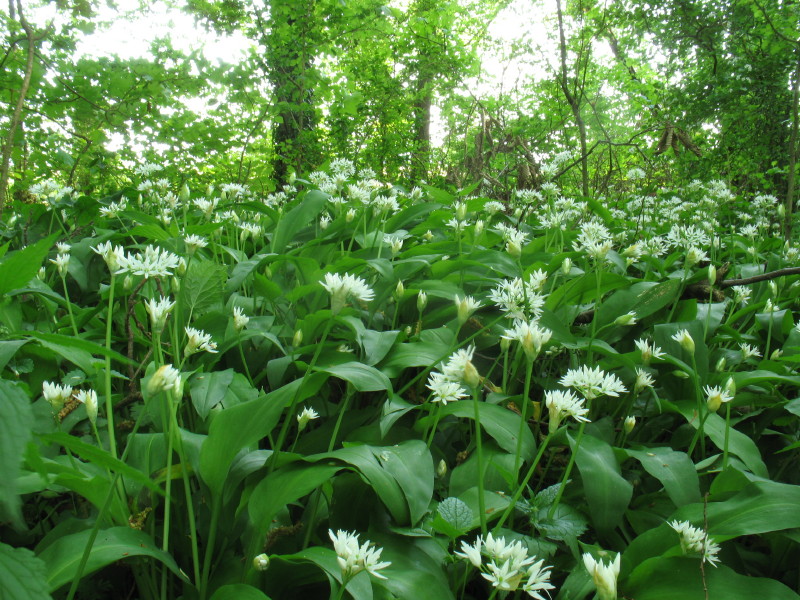 Allium ursinum / Aglio orsino