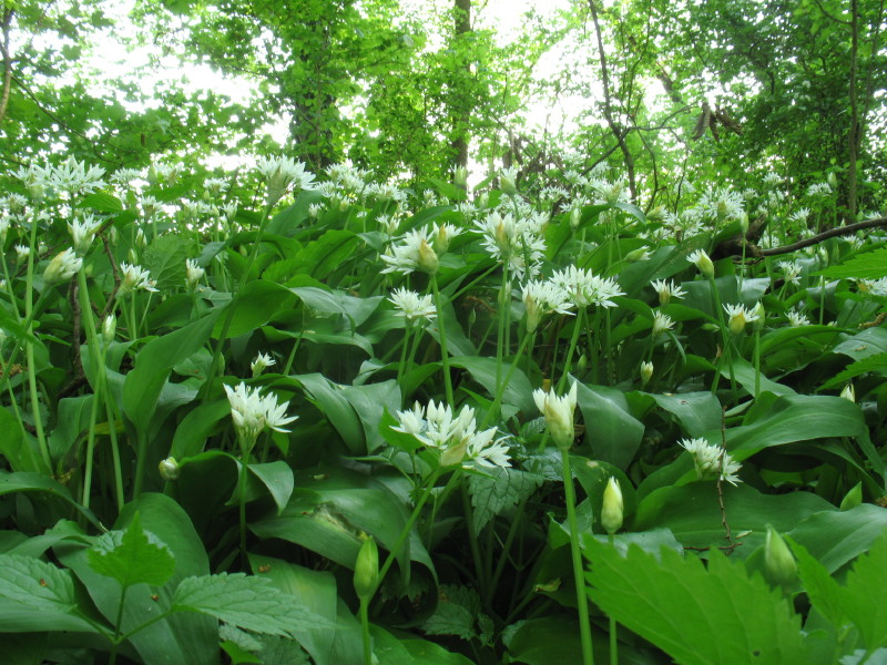 Allium ursinum / Aglio orsino