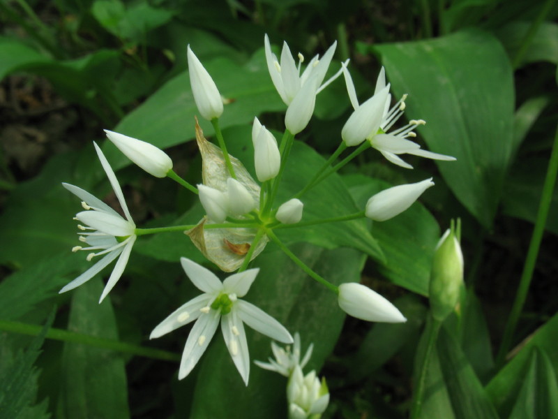 Allium ursinum / Aglio orsino