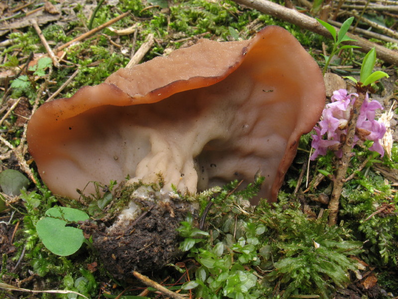 Escursione in Carnia