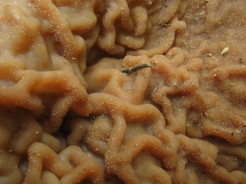 Escursione in Carnia