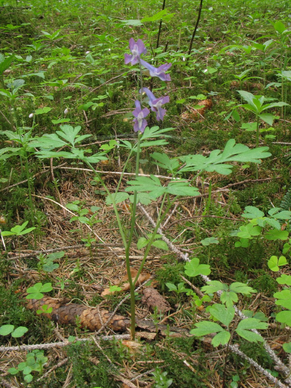 Corydalis cava dalla Carnia
