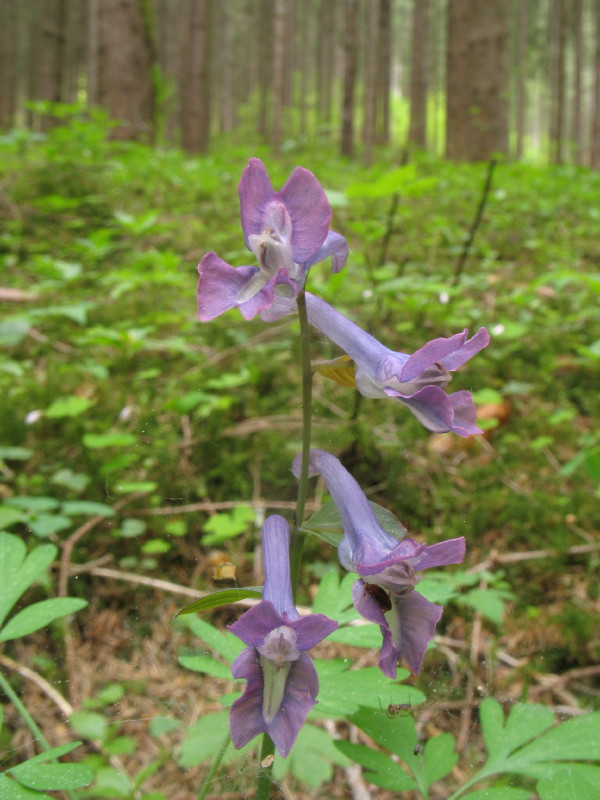 Corydalis cava dalla Carnia