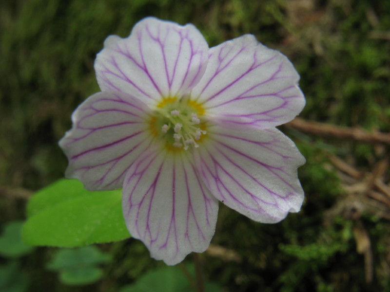 Altra piantina dalla Carnia. - Oxalis acetosella