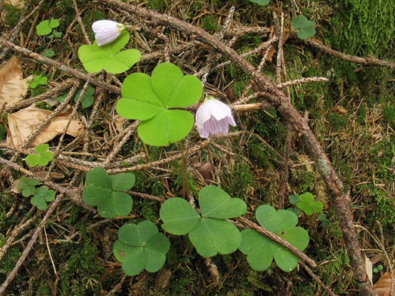 Altra piantina dalla Carnia. - Oxalis acetosella