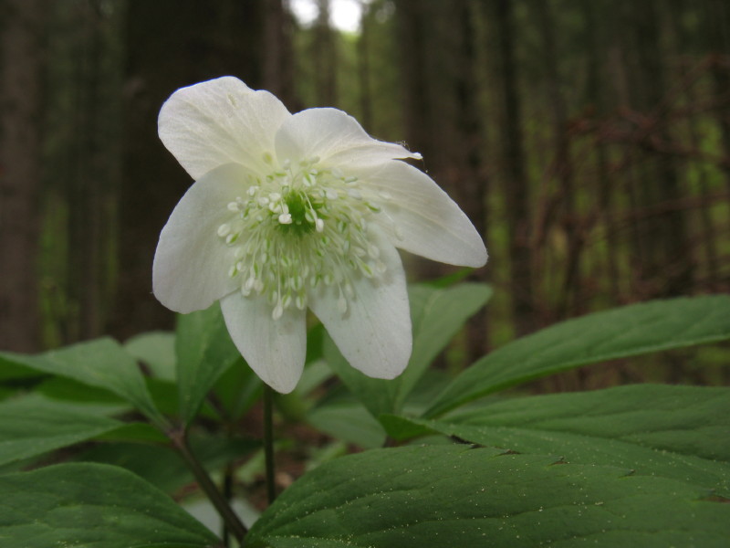 Anemone nemorosa  e Anemone trifolia