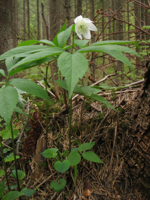 Anemone nemorosa  e Anemone trifolia
