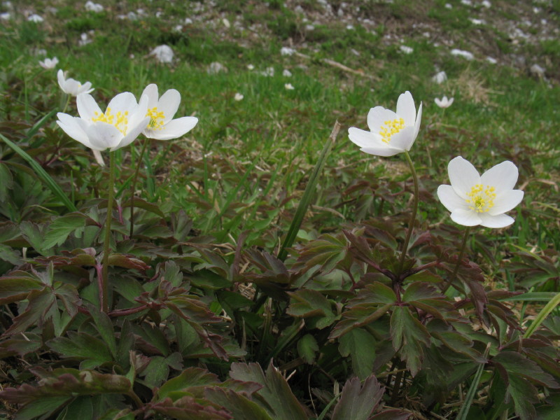 Anemone nemorosa  e Anemone trifolia