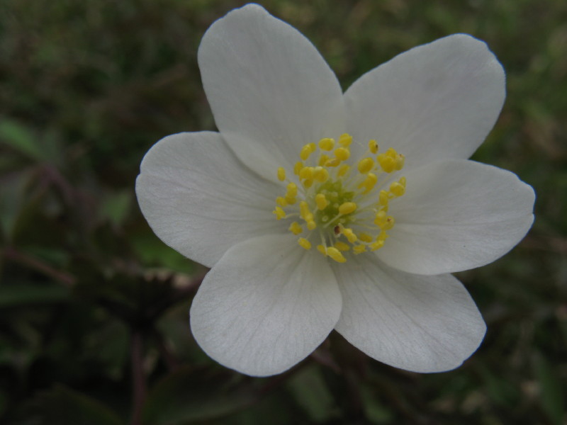 Anemone nemorosa  e Anemone trifolia
