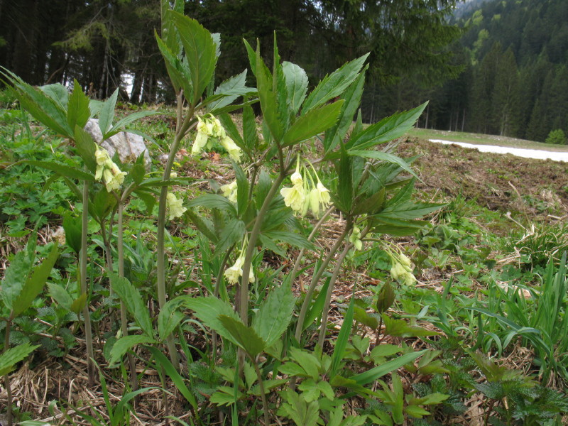 Cardamine enneaphyllos