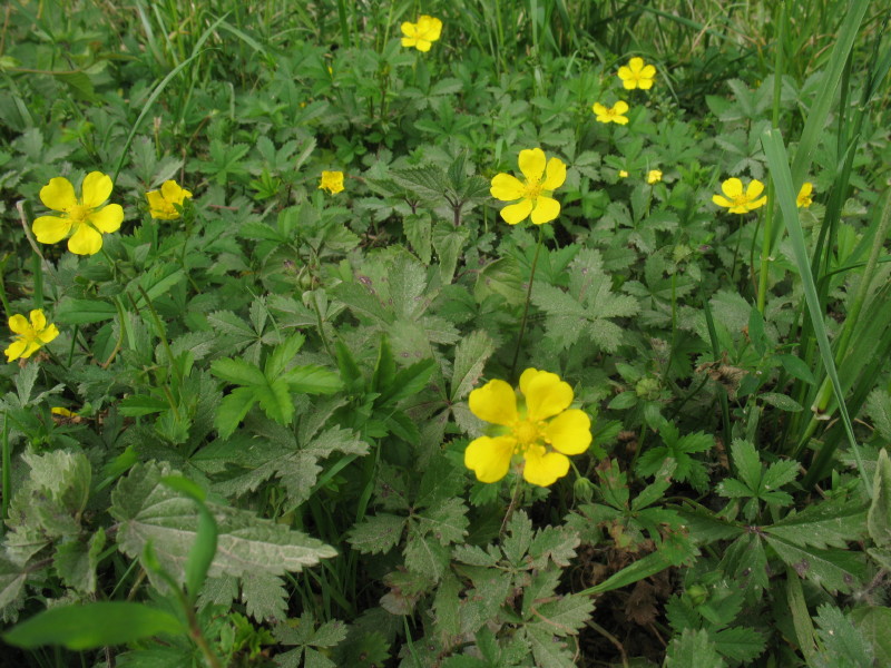 Potentilla reptans / Cinquefoglie comune