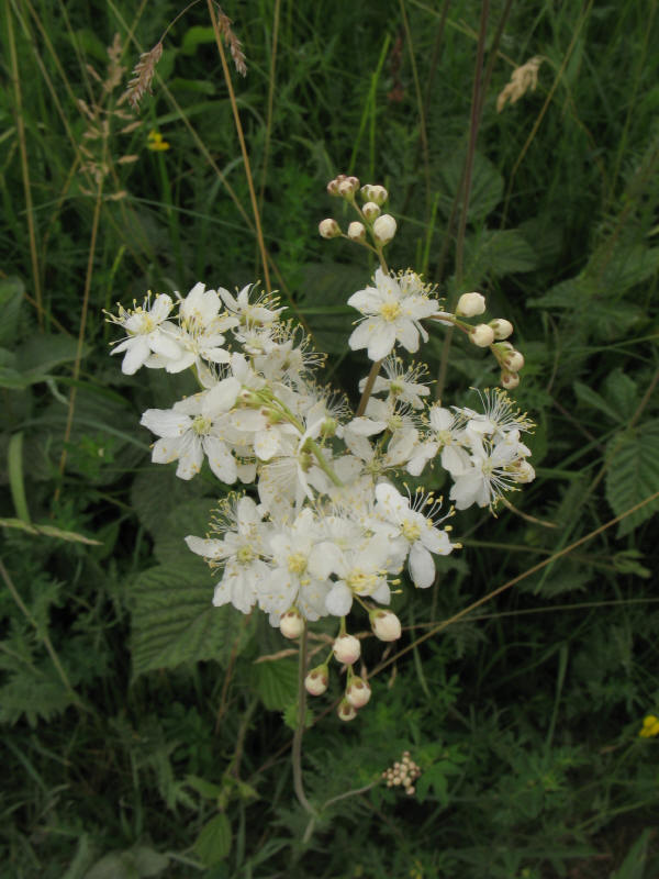 Filipendula vulgaris