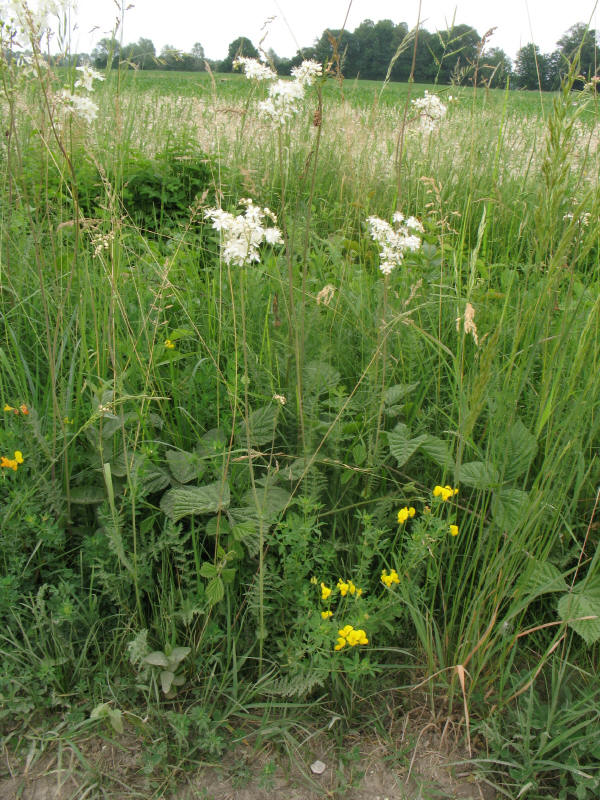 Filipendula vulgaris