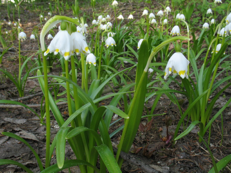 Piantina di alta montagna - Leucojum vernum