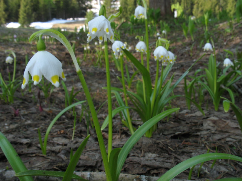 Piantina di alta montagna - Leucojum vernum