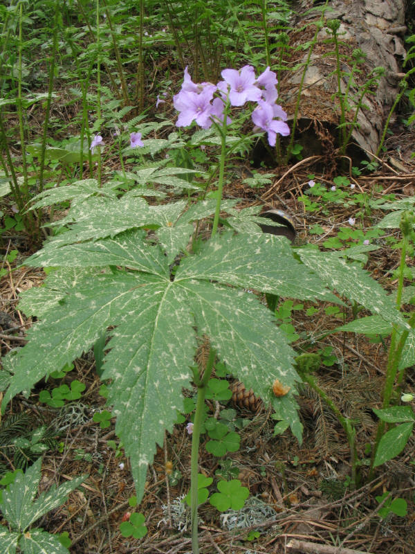 Cardamine pentaphyllos