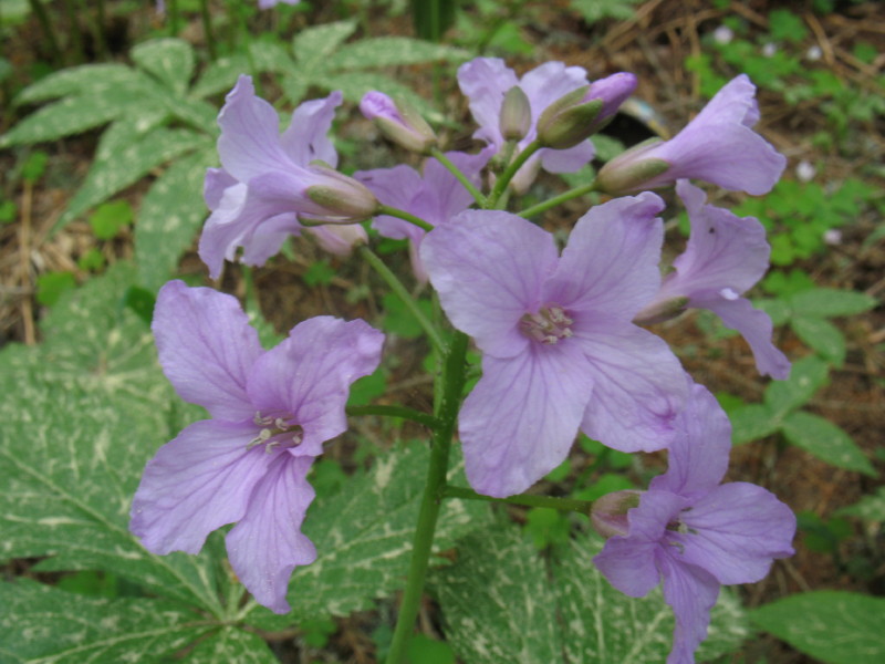 Cardamine pentaphyllos
