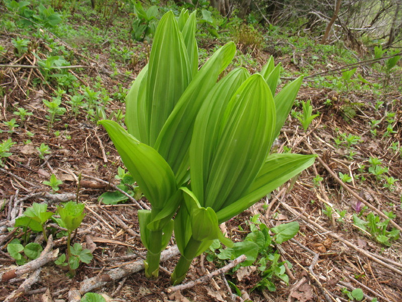 Veratrum album