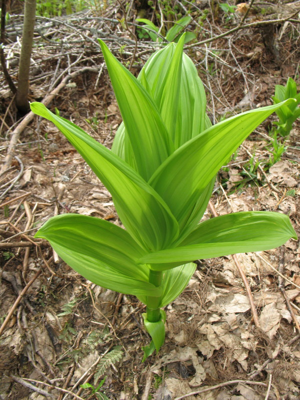 Veratrum album