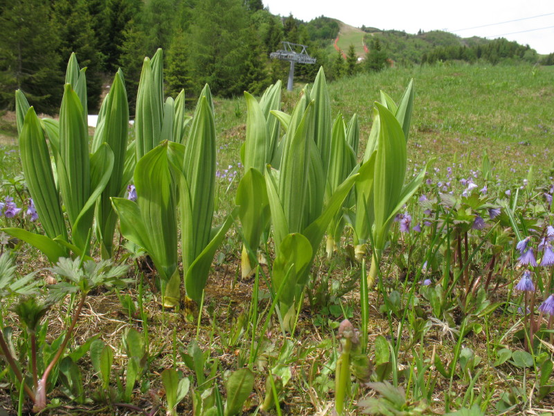 Veratrum album