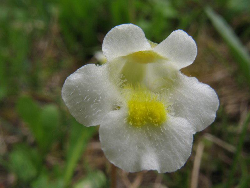 Pinguicula alpina / Pinguicola alpina