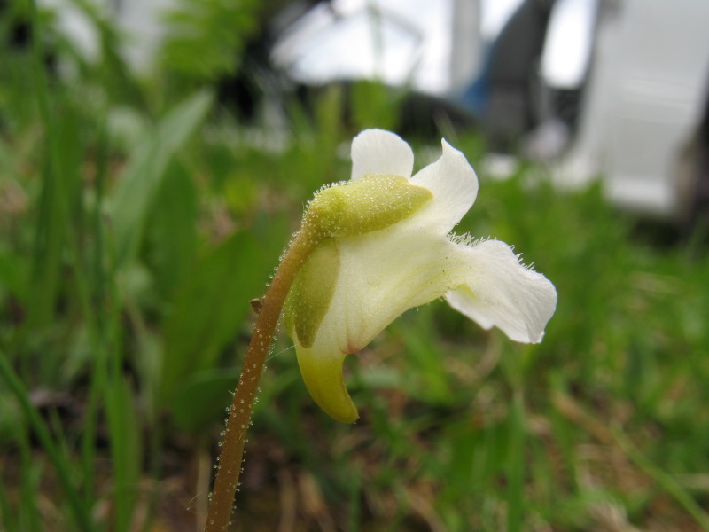 Pinguicula alpina / Pinguicola alpina