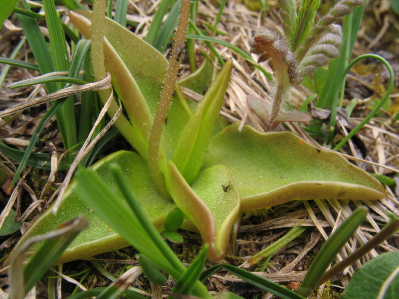 Pinguicula alpina / Pinguicola alpina