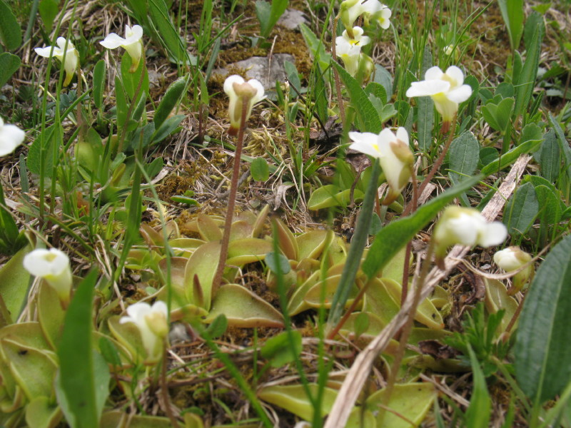 Pinguicula alpina / Pinguicola alpina