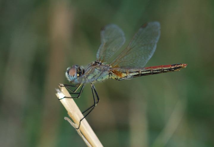 Sympetrum fonscolombii femmina