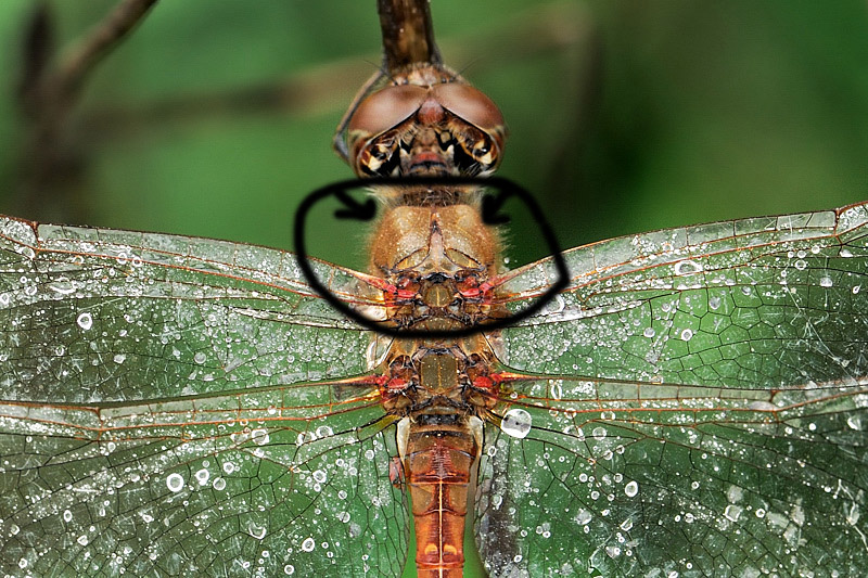Sympetrum striolatum (Odonata, Libellulidae)