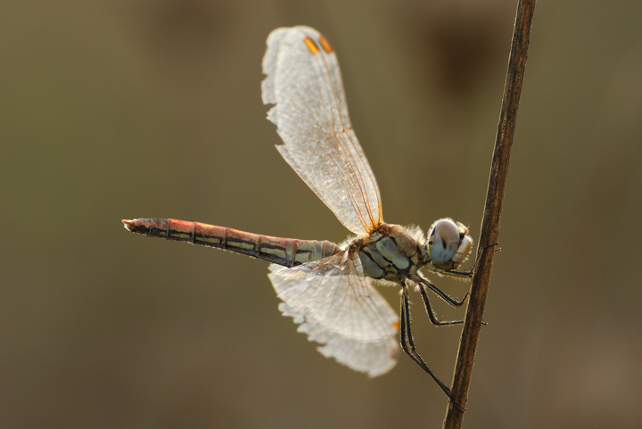 Sympetrum fonscolombii femmina