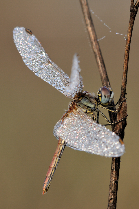 orthetrum? Sympetrum fonscolombii, femmina rossa!